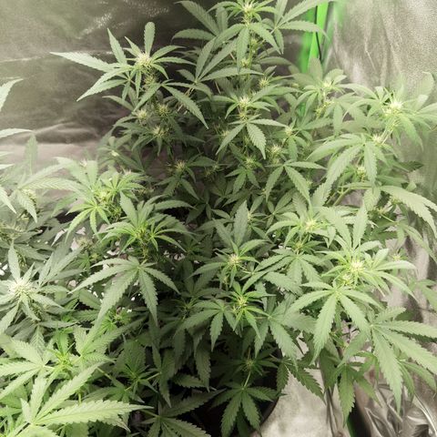 Skunk #1 growlog timeline photo