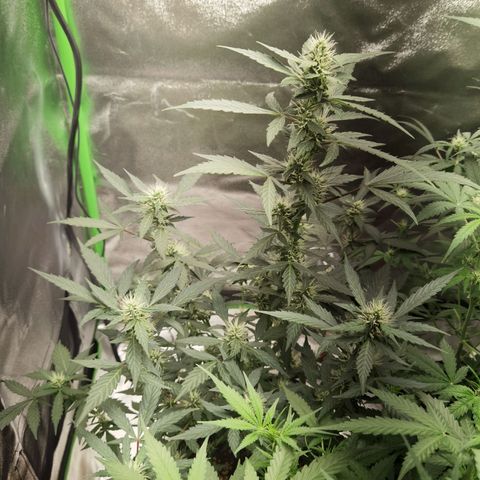 Purple Skunk growlog timeline photo