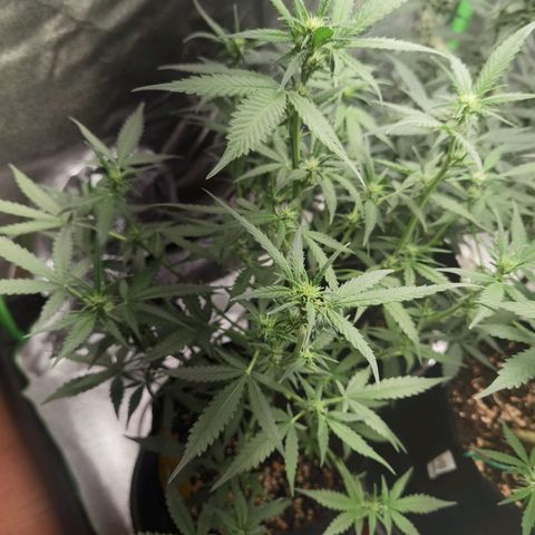 Purple Skunk 2.0 growlog timeline photo
