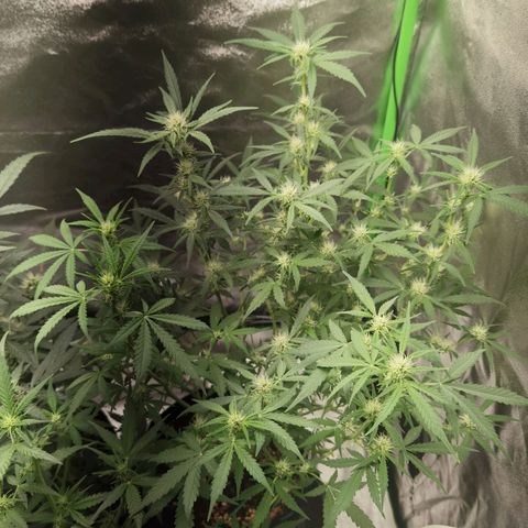 Skunk #1 growlog timeline photo