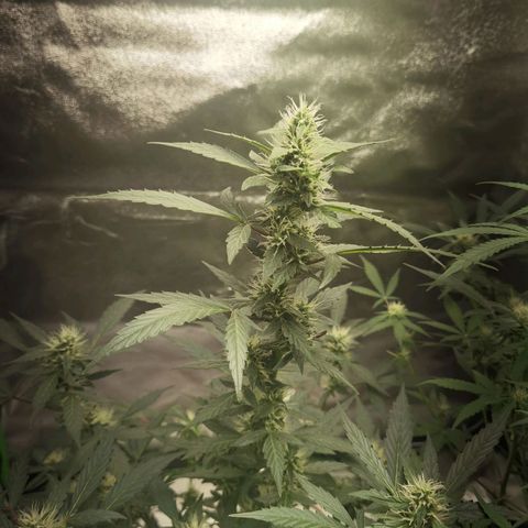 Purple Skunk growlog timeline photo