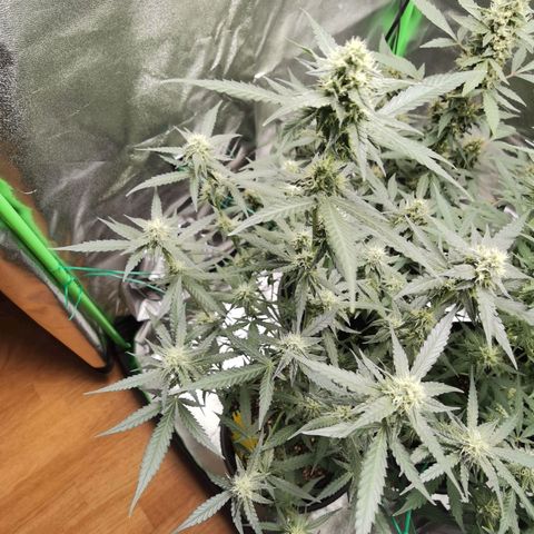 Purple Skunk 2.0 growlog timeline photo