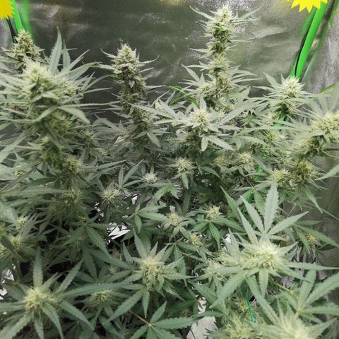 Skunk #1 growlog timeline photo