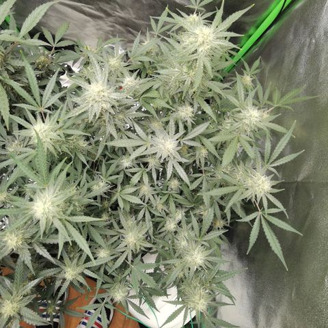 Skunk #1 growlog timeline photo