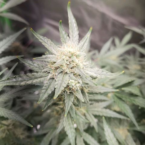 Skunk #1 growlog timeline photo