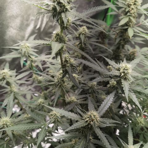 Purple Skunk 2.0 growlog timeline photo