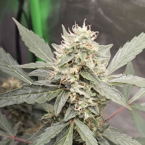 Purple Skunk growlog timeline photo