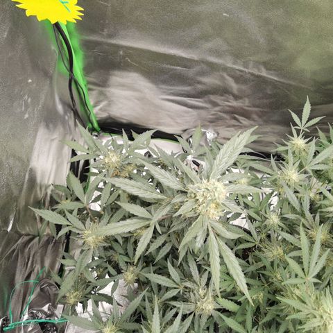 Purple Skunk growlog timeline photo