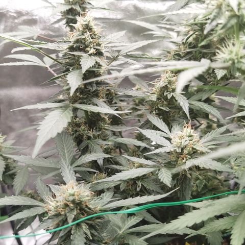 Purple Skunk growlog timeline photo