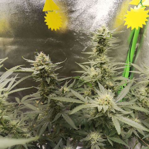 Skunk #1 growlog timeline photo