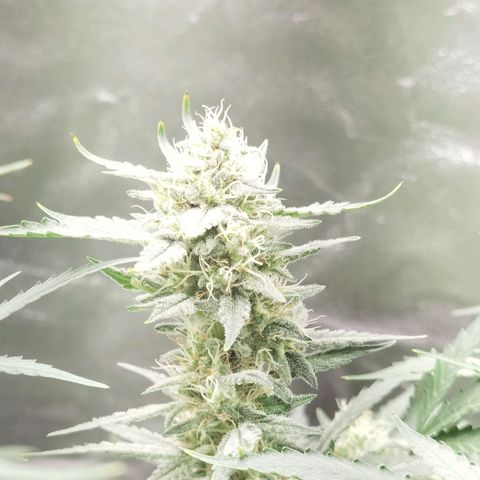 Skunk #1 growlog timeline photo
