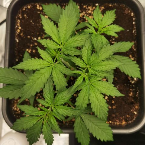 Grandmommy Purple 2 growlog timeline photo