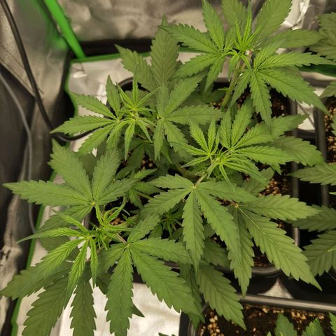 Grandmommy Purple 2 growlog timeline photo