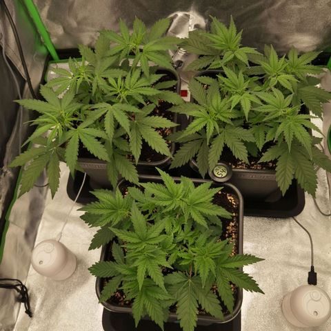 Grandmommy Purple 2 growlog timeline photo