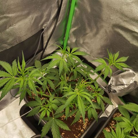 Grandmommy Purple 2 growlog timeline photo