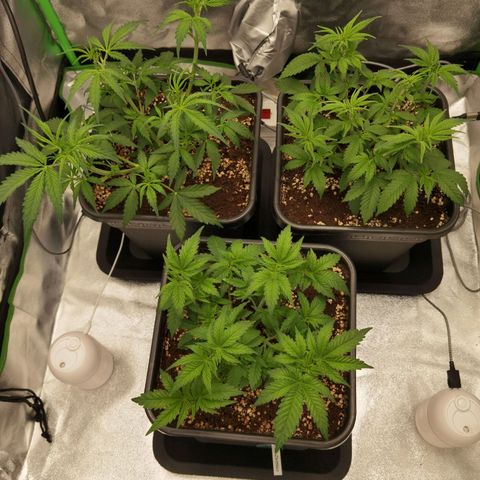 Grandmommy Purple 2 growlog timeline photo