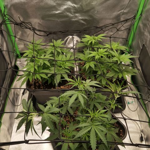 Grandmommy Purple 2 growlog photo: Sea of Green incoming