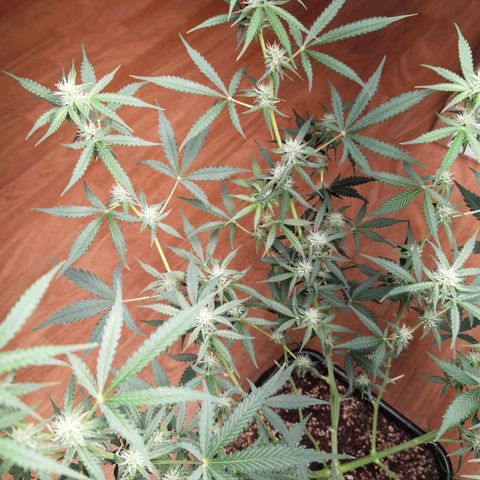 Grandmommy Purple 2 growlog timeline photo
