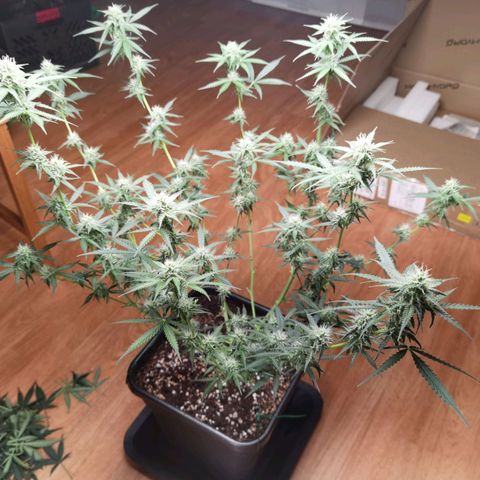 Grandmommy Purple 2 growlog timeline photo