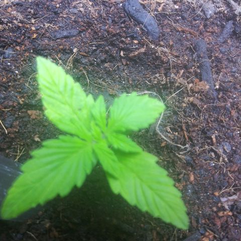 Chocolate this autoflower growlog timeline photo