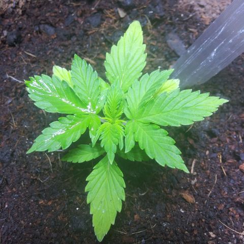 Chocolate this autoflower growlog timeline photo