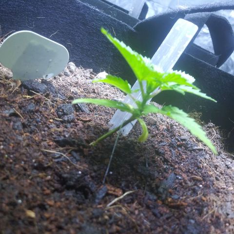 Chocolate this autoflower growlog timeline photo