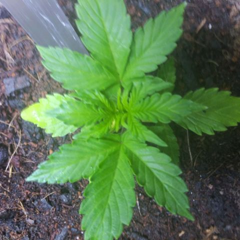Chocolate this autoflower growlog timeline photo