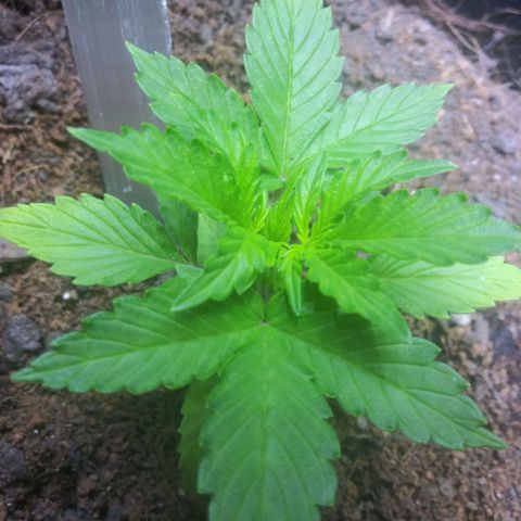 Chocolate this autoflower growlog timeline photo