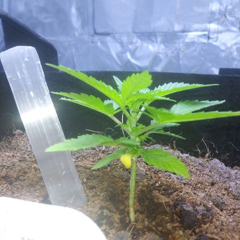 Chocolate this autoflower growlog timeline photo