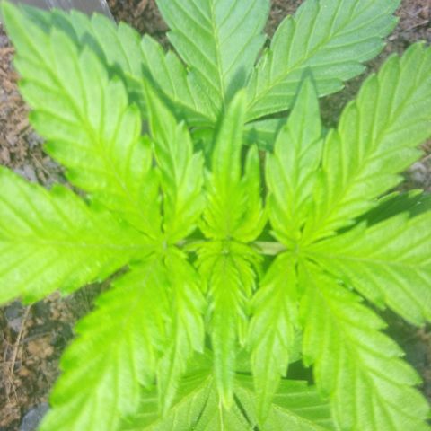 Chocolate this autoflower growlog timeline photo
