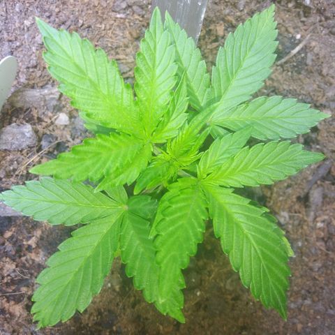 Chocolate this autoflower growlog timeline photo