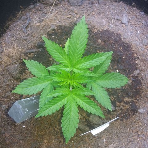 Chocolate this autoflower growlog timeline photo
