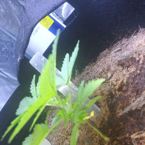 Chocolate this autoflower growlog timeline photo