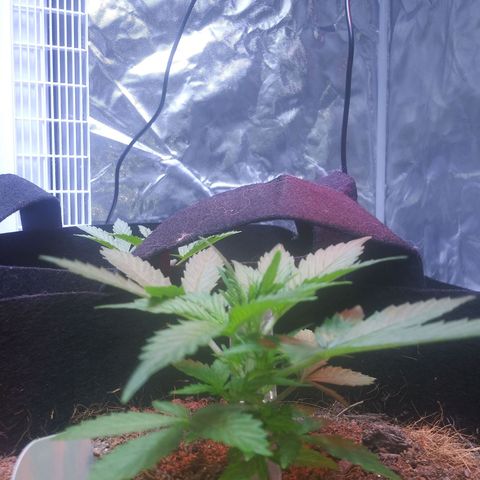 Chocolate this autoflower growlog timeline photo