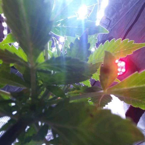 Chocolate this autoflower growlog timeline photo