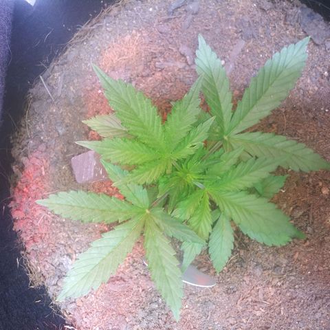 Chocolate this autoflower growlog timeline photo