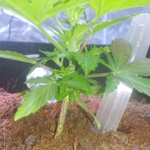 Chocolate this autoflower growlog timeline photo