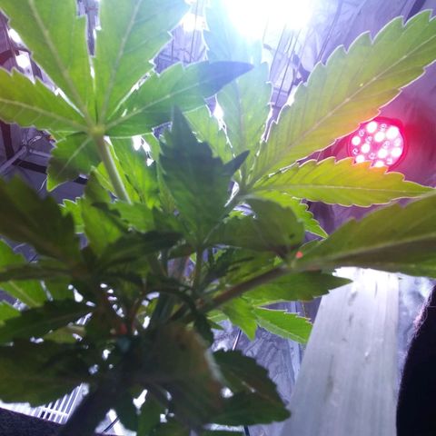 Chocolate this autoflower growlog timeline photo
