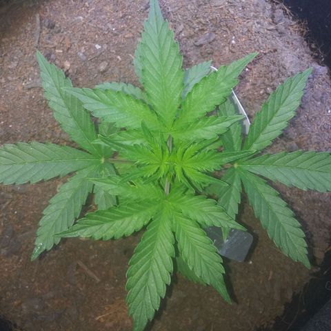 Chocolate this autoflower growlog timeline photo
