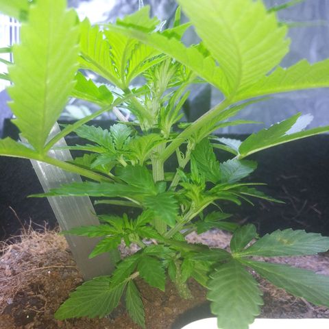 Chocolate this autoflower growlog timeline photo
