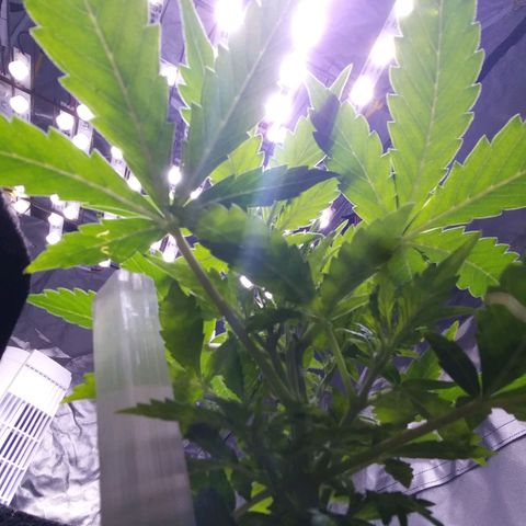 Chocolate this autoflower growlog timeline photo