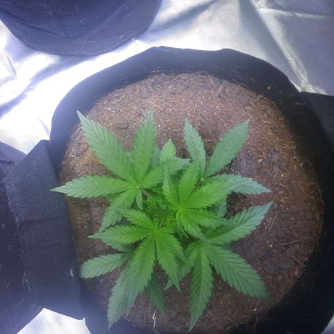 Chocolate this autoflower growlog timeline photo