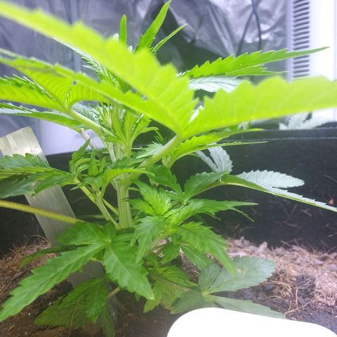 Chocolate this autoflower growlog timeline photo