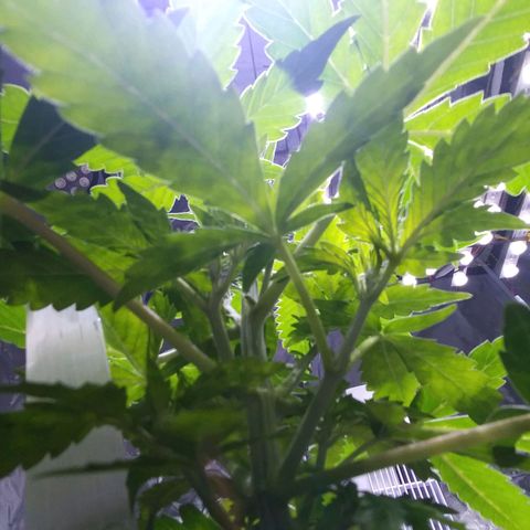 Chocolate this autoflower growlog timeline photo