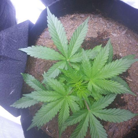 Chocolate this autoflower growlog timeline photo