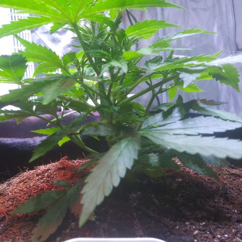 Chocolate this autoflower growlog timeline photo