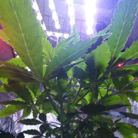 Chocolate this autoflower growlog timeline photo