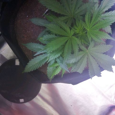 Chocolate this autoflower growlog timeline photo