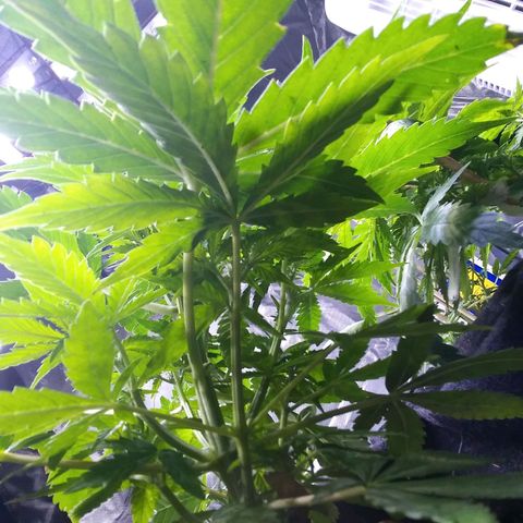 Chocolate this autoflower growlog timeline photo