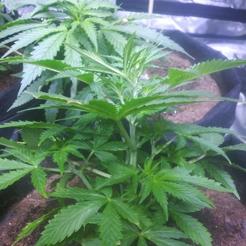 Chocolate this autoflower growlog timeline photo